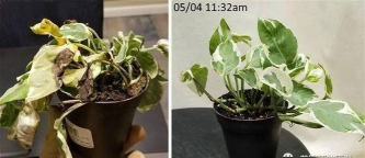 家庭养花用生根粉