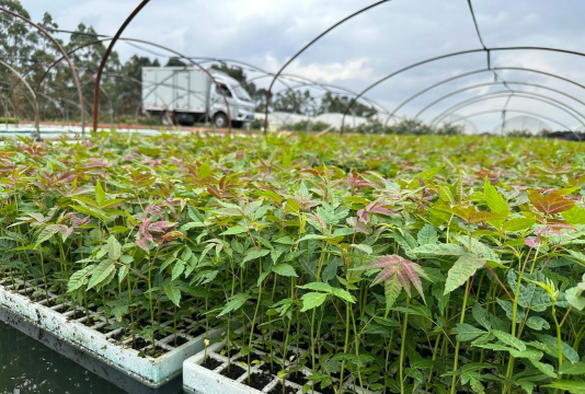 家庭养花用生根粉