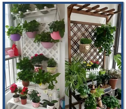 板材设备阳台养花