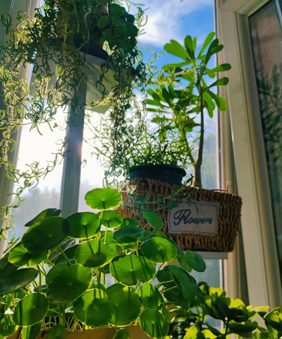 家庭养花用生根粉