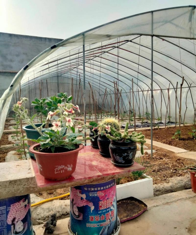 家庭养花用生根粉