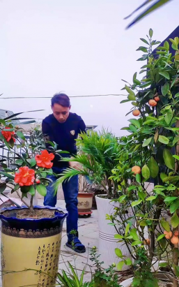 家庭养花用生根粉