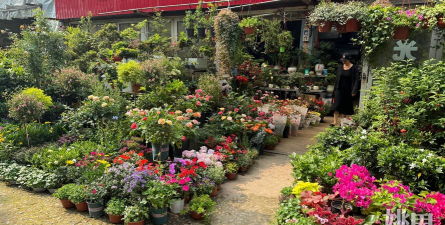 家庭养花用生根粉