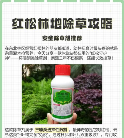 两年生的红松苗使用什么除草剂