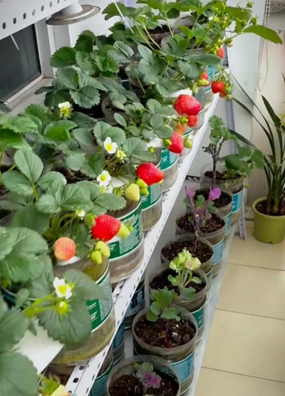 家庭养花用生根粉