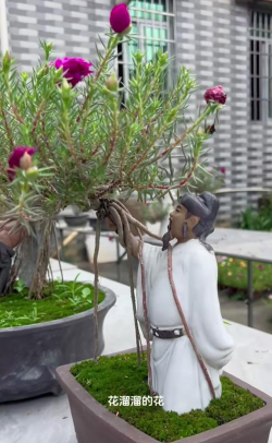 家庭养花用生根粉