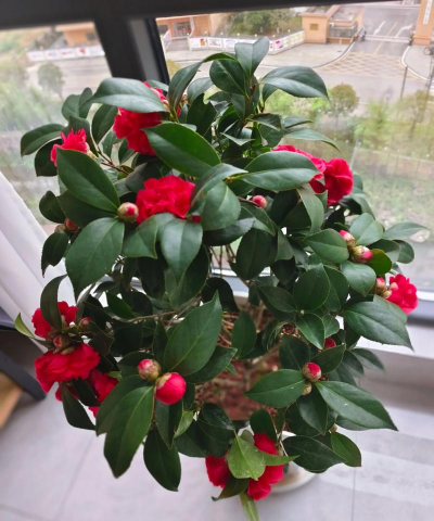 家庭养花用生根粉