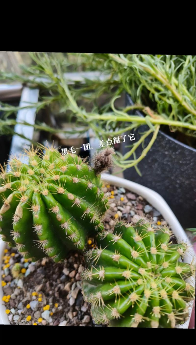 养花小白球哥 养花小白球哥