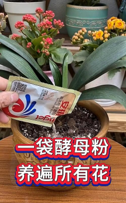 家庭养花用生根粉