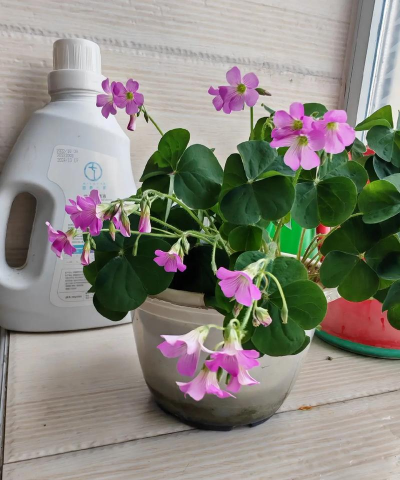 家庭养花用生根粉