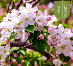 八棱海棠病虫害防治