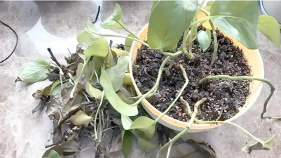 家庭养花用生根粉