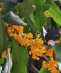 金桂叶子什么颜色