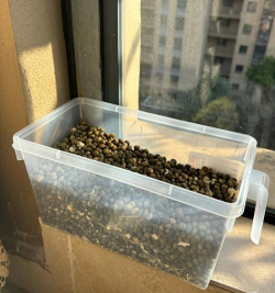 家庭养花用生根粉