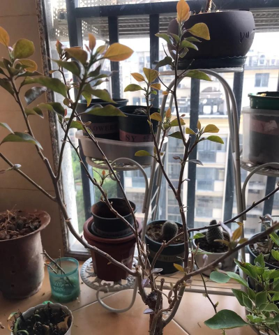 家庭养花用生根粉