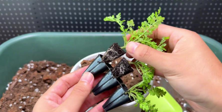 家庭养花用生根粉