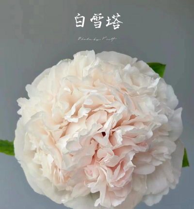 白雪塔怎么养花