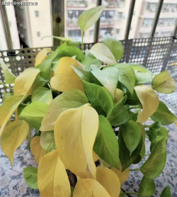 芍药花怎么养，掌握关键要点，花开更鲜艳