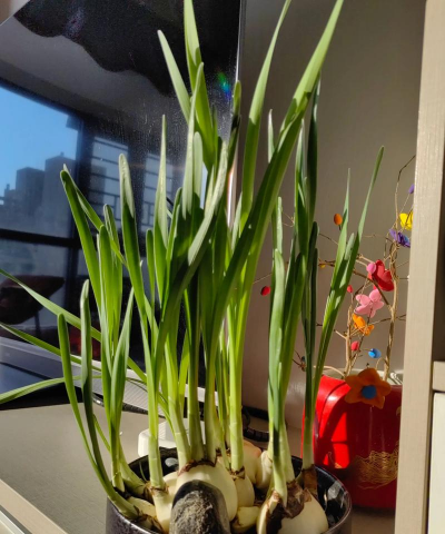 芍药花怎么养，掌握关键要点，花开更鲜艳