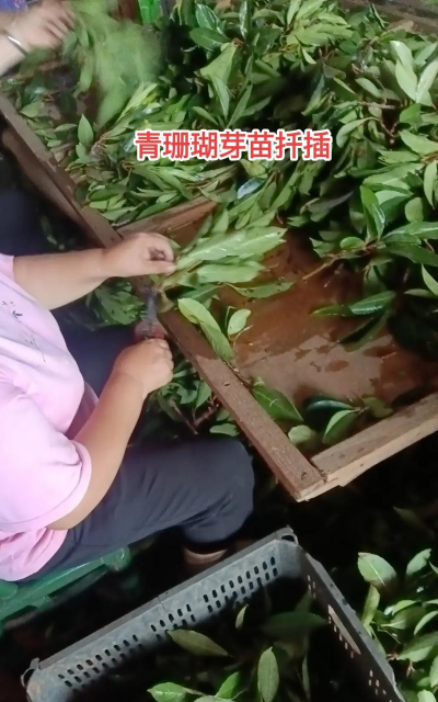 青珊瑚怎么繁殖