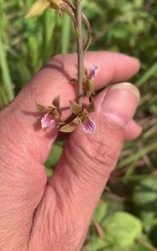 葡萄栽培，掌握关键技术，实现优质丰产