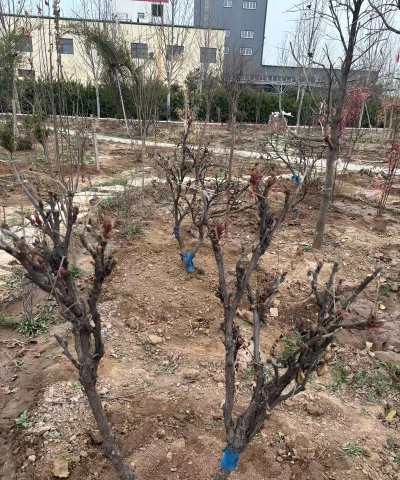 葡萄栽培，掌握关键技术，实现优质丰产