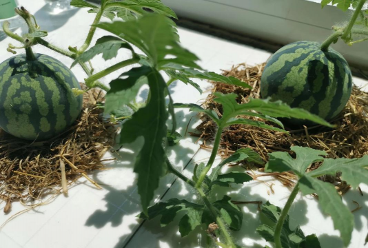 葡萄栽培，掌握关键技术，实现优质丰产