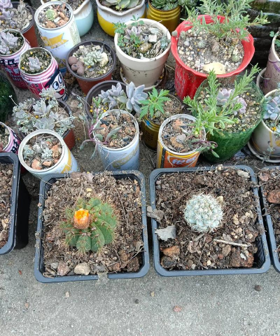 葡萄栽培，掌握关键技术，实现优质丰产