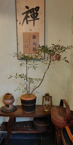 玫瑰花怎么养才不会枯萎，掌握浇水施肥技巧，轻松延长花期