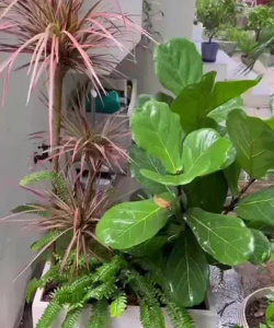 无土栽培技术，突破土壤限制，开启高效种植新篇章