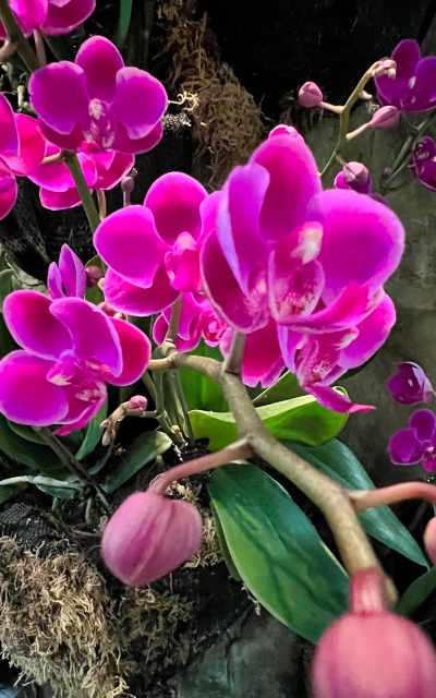 无土栽培技术，突破土壤限制，开启高效种植新篇章