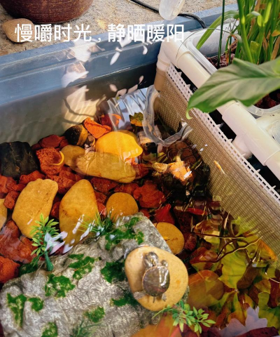 无土栽培技术，突破土壤限制，开启高效种植新篇章