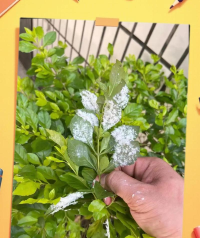 栀子花怎么养，掌握浇水技巧，避免黄叶掉苞