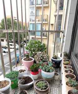 无土栽培技术，突破土壤限制，开启高效种植新篇章