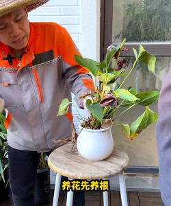 家庭养花用生根粉