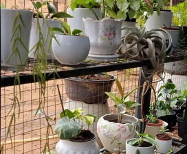 家庭养花用生根粉