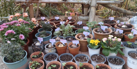 家庭养花用生根粉