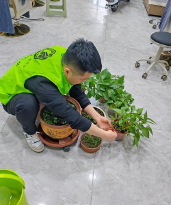 家庭养花用生根粉