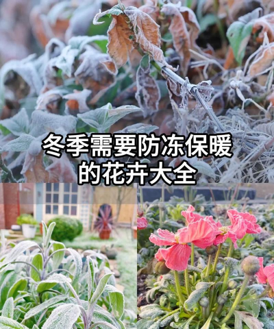 养花防风防冰霜