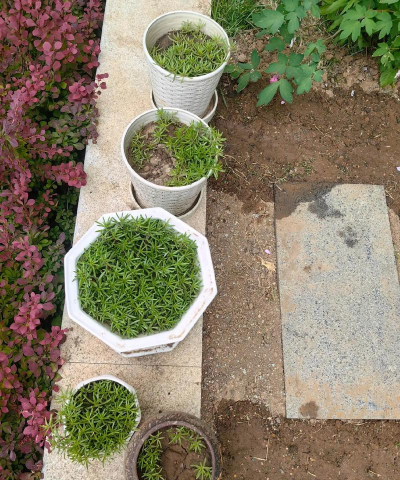 家庭养花用生根粉