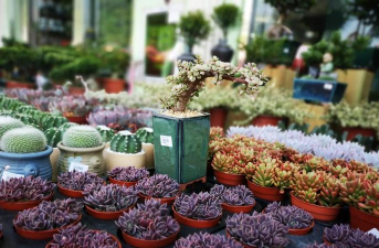 家庭养花用生根粉