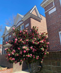 加州洛杉矶种花养花