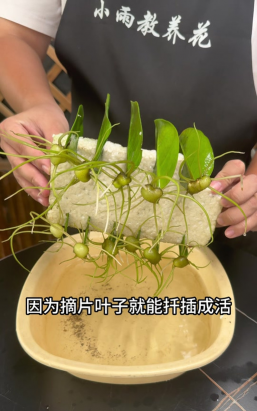 家庭养花用生根粉