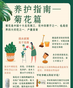 秋菊应该怎么养