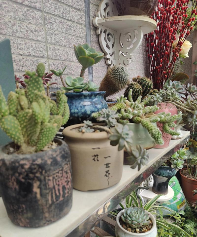 家庭养花用生根粉