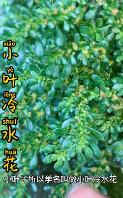 小叶的花都有什么