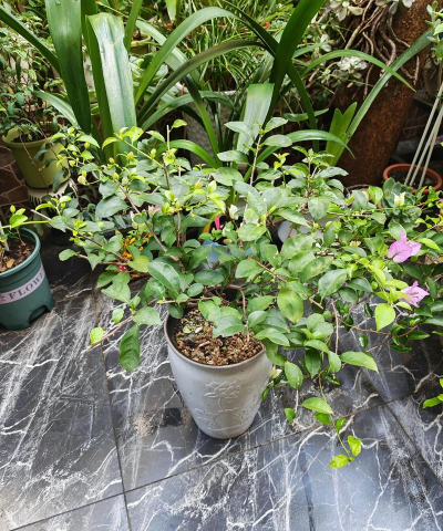 家庭养花用生根粉