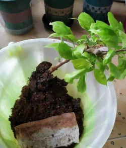 家庭养花用生根粉