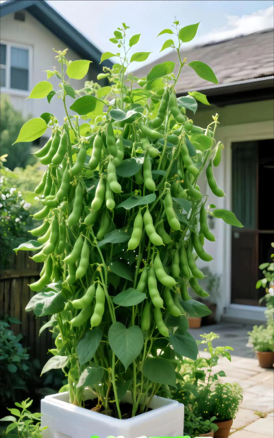 毛豆哪个品种最好养花