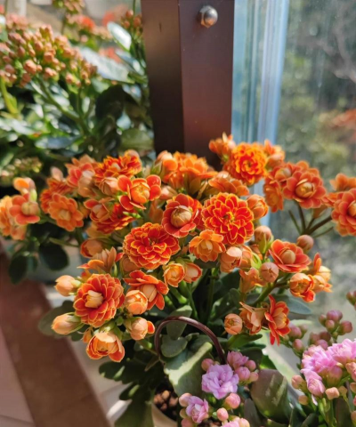 家庭养花用生根粉